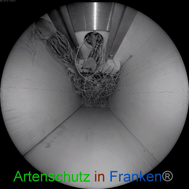 © Artenschutz in Franken® Bild zum Eintrag (1046394-160)