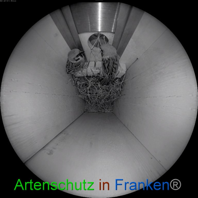 © Artenschutz in Franken® Bild zum Eintrag (1046395-160)