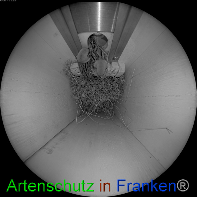 © Artenschutz in Franken® Bild zum Eintrag (1046549-160)