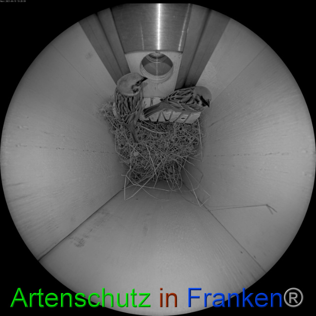© Artenschutz in Franken® Bild zum Eintrag (1046550-160)