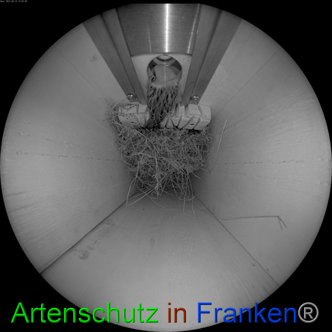 © Artenschutz in Franken® Bild zum Eintrag (1046551-160)