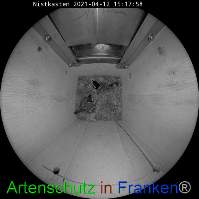 © Artenschutz in Franken® Bild zum Eintrag (1046557-160)
