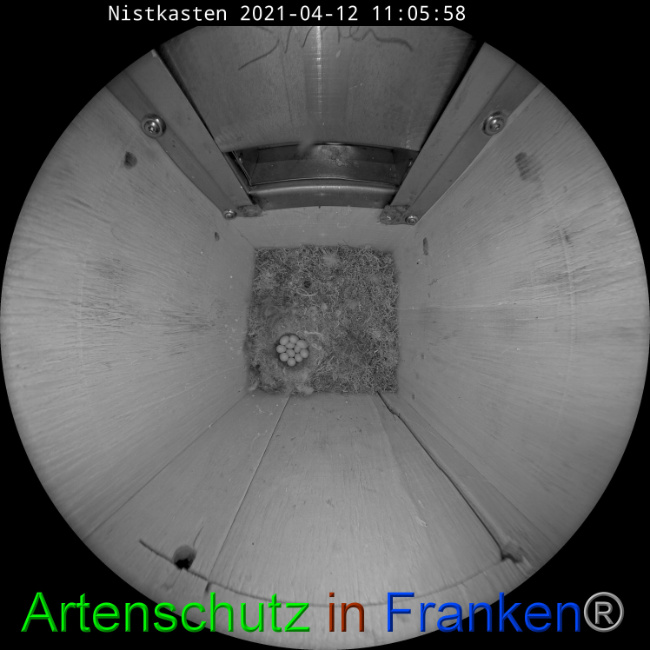 © Artenschutz in Franken® Bild zum Eintrag (1046558-160)