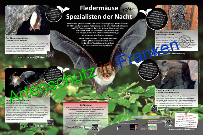 © Artenschutz in Franken® Bild zum Eintrag (1046581-160)