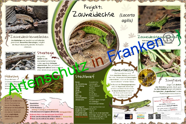 © Artenschutz in Franken® Bild zum Eintrag (1046583-160)