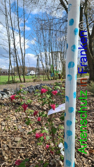 © Artenschutz in Franken® / Sonfeld Bild zum Eintrag (1046810-160)