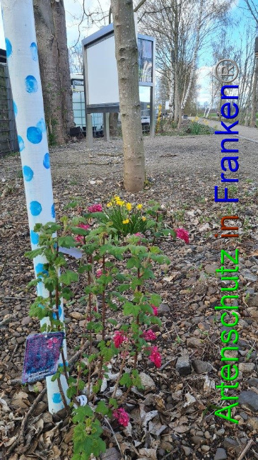 © Artenschutz in Franken® / Sonfeld Bild zum Eintrag (1046811-160)