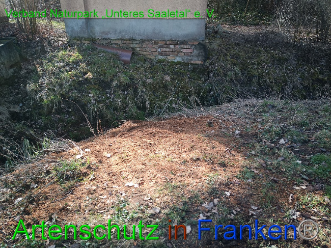 © Artenschutz in Franken® / Verband Naturpark „Unteres Saaletal“ e. V. Bild zum Eintrag (1046834-160)