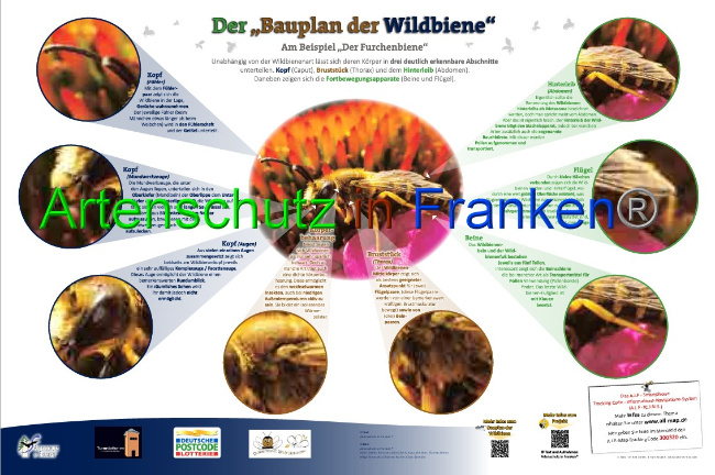 © Artenschutz in Franken® Bild zum Eintrag (1046890-160)