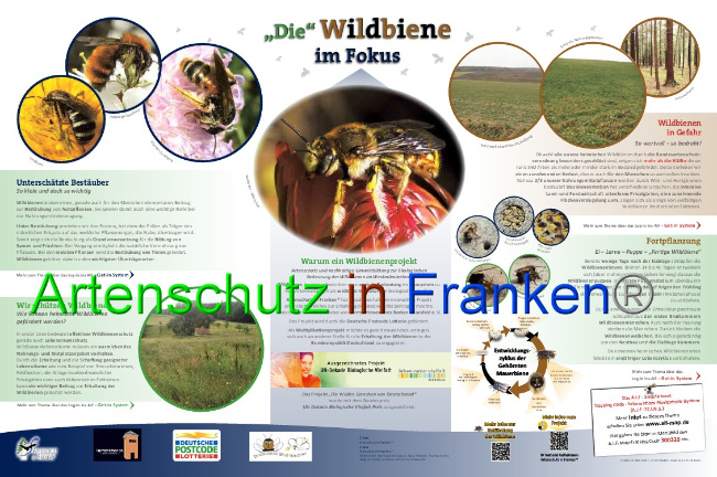 © Artenschutz in Franken® Bild zum Eintrag (1046891-160)