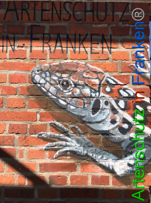 © Artenschutz in Franken® Bild zum Eintrag (1047174-160)