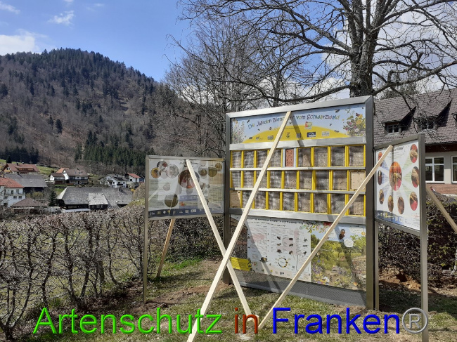 © Artenschutz in Franken® Bild zum Eintrag (1047269-160)