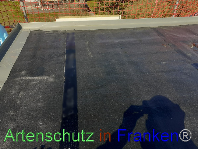 © Artenschutz in Franken® Bild zum Eintrag (1047516-160)