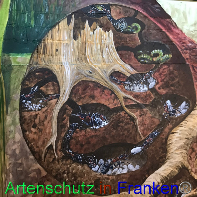 © Artenschutz in Franken® Bild zum Eintrag (1047574-160)