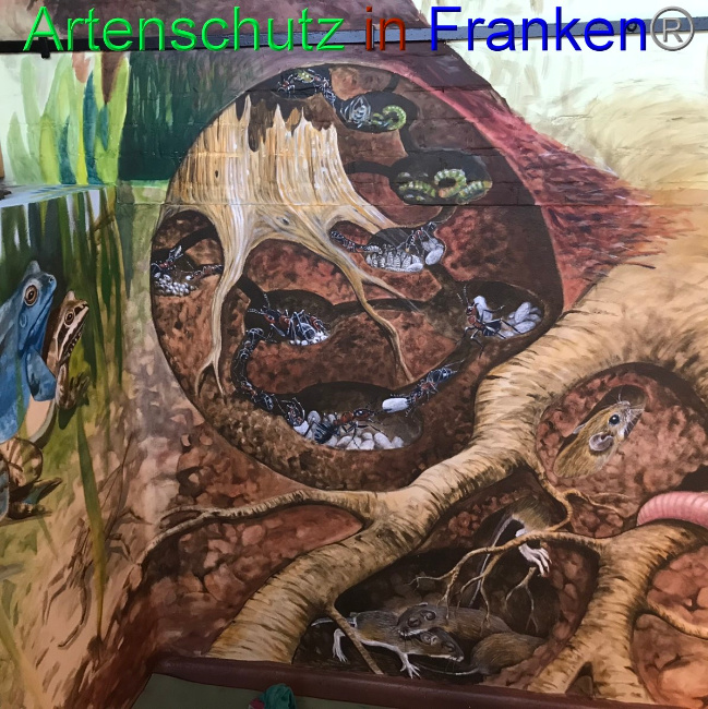 © Artenschutz in Franken® Bild zum Eintrag (1047575-160)