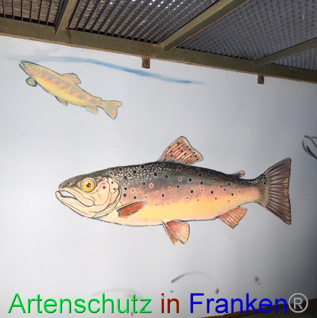 © Artenschutz in Franken® Bild zum Eintrag (1047577-160)