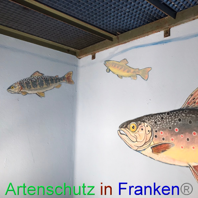 © Artenschutz in Franken® Bild zum Eintrag (1047578-160)