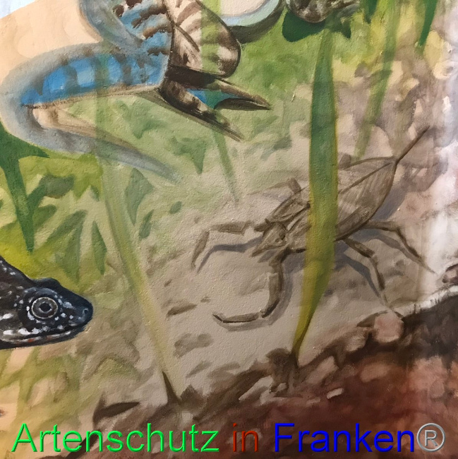 © Artenschutz in Franken® Bild zum Eintrag (1047579-160)