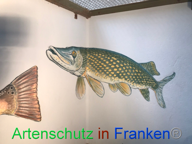 © Artenschutz in Franken® Bild zum Eintrag (1047654-160)