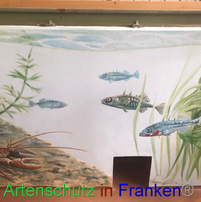© Artenschutz in Franken® Bild zum Eintrag (1047717-160)
