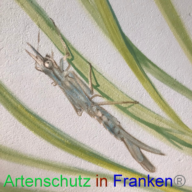 © Artenschutz in Franken® Bild zum Eintrag (1047721-160)