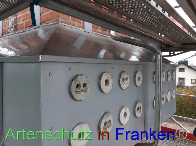 © Artenschutz in Franken® Bild zum Eintrag (1047947-160)