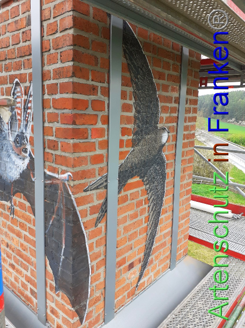 © Artenschutz in Franken® Bild zum Eintrag (1047951-160)
