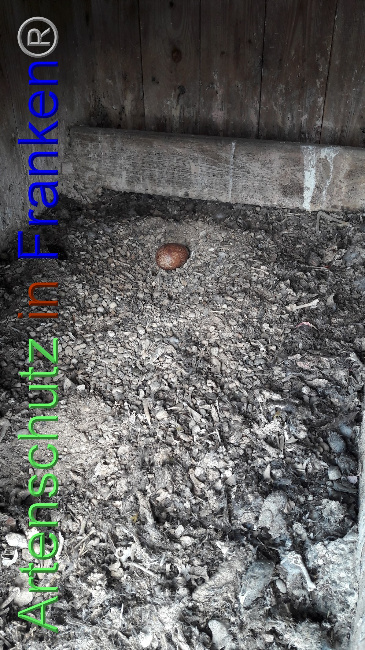 © Artenschutz in Franken® Bild zum Eintrag (1047987-160)