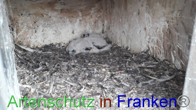 © Artenschutz in Franken® Bild zum Eintrag (1047988-160)