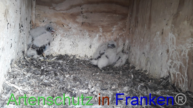 © Artenschutz in Franken® Bild zum Eintrag (1047990-160)