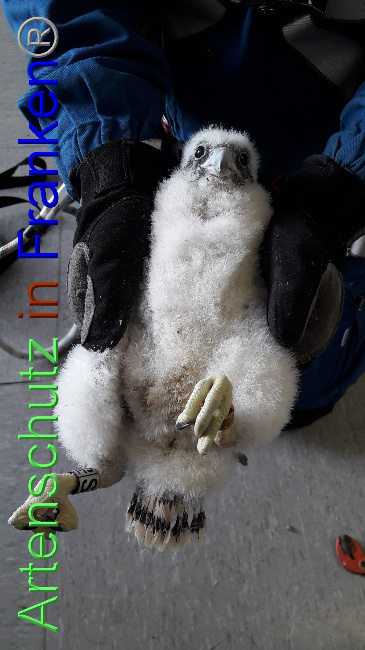 © Artenschutz in Franken® Bild zum Eintrag (1047991-160)