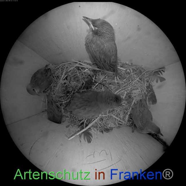 © Artenschutz in Franken® Bild zum Eintrag (1048334-160)