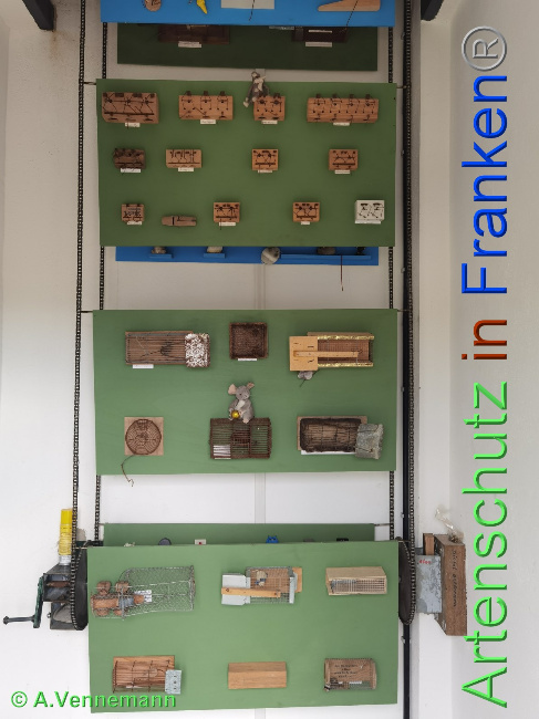 © Artenschutz in Franken® / Vennemann Bild zum Eintrag (1048390-160)