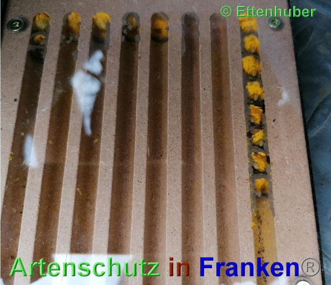 © Artenschutz in Franken® / Ettenhuber Bild zum Eintrag (1048416-160)