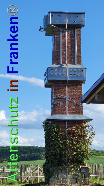 © Artenschutz in Franken® / Schima Bild zum Eintrag (1048627-160)