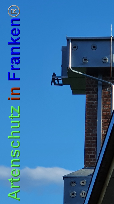 © Artenschutz in Franken® / Schima Bild zum Eintrag (1048628-160)