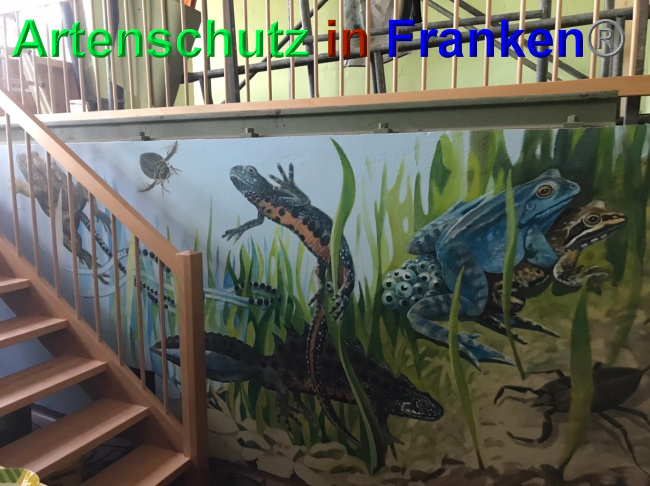 © Artenschutz in Franken® Bild zum Eintrag (1048753-160)