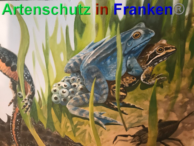 © Artenschutz in Franken® Bild zum Eintrag (1048755-160)