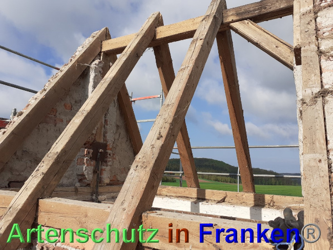 © Artenschutz in Franken® Bild zum Eintrag (1048770-160)