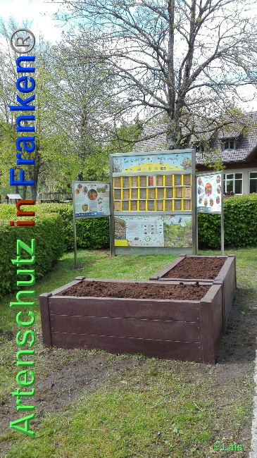 © Artenschutz in Franken® / Lais Bild zum Eintrag (1048835-160)