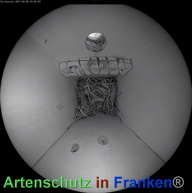 © Artenschutz in Franken® Bild zum Eintrag (1048859-160)