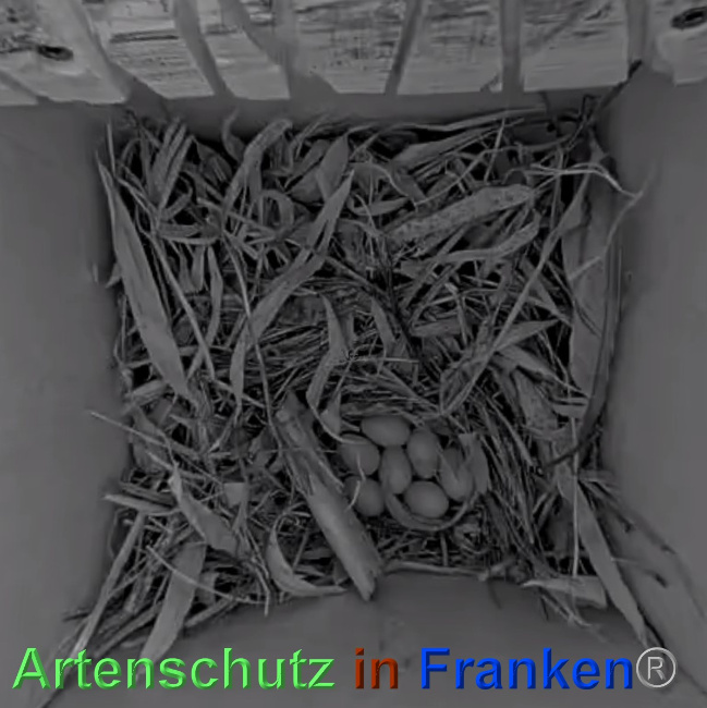 © Artenschutz in Franken® Bild zum Eintrag (1048860-160)