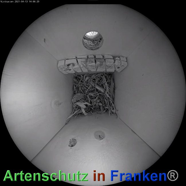© Artenschutz in Franken® Bild zum Eintrag (1048862-160)