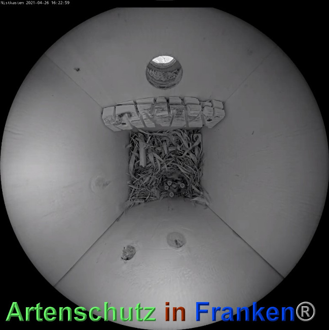 © Artenschutz in Franken® Bild zum Eintrag (1048863-160)