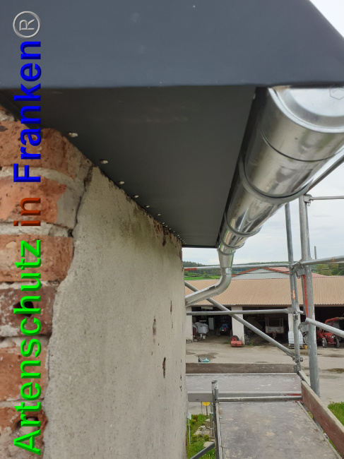 © Artenschutz in Franken® Bild zum Eintrag (1048941-160)