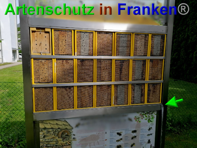© Artenschutz in Franken® Bild zum Eintrag (1049019-160)