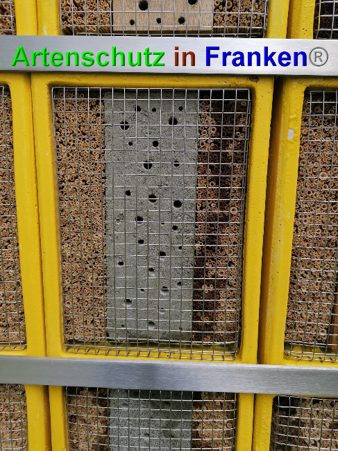 © Artenschutz in Franken® Bild zum Eintrag (1049023-160)