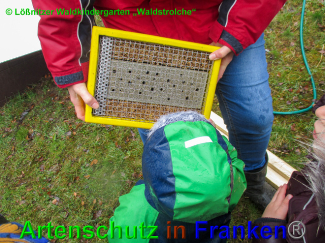 © Artenschutz in Franken® Bild zum Eintrag (1049149-160)