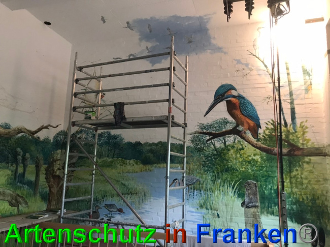© Artenschutz in Franken® Bild zum Eintrag (1049274-160)