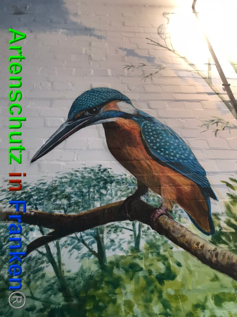 © Artenschutz in Franken® Bild zum Eintrag (1049275-160)